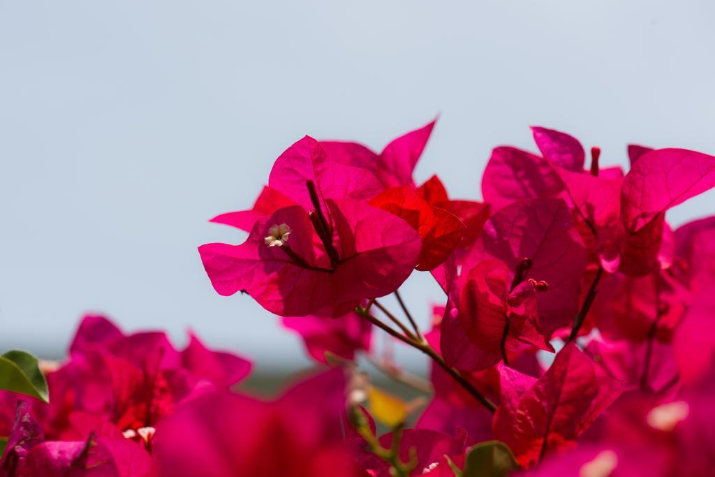 Hotel Bougainvillea San Jose Santo Domingo De Heredia Bagian luar foto